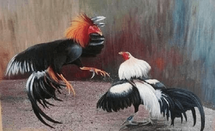 Detailed Information About Thomo Cockfighting Opportunity to Make Money Immediately Screenshot 11 1